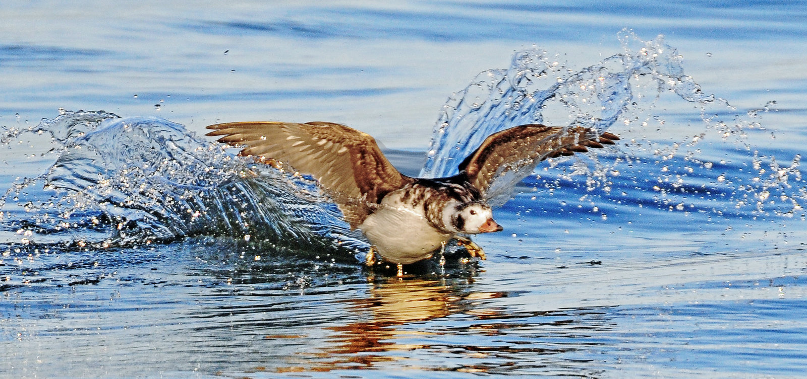 Duck, Long-tailed (female)