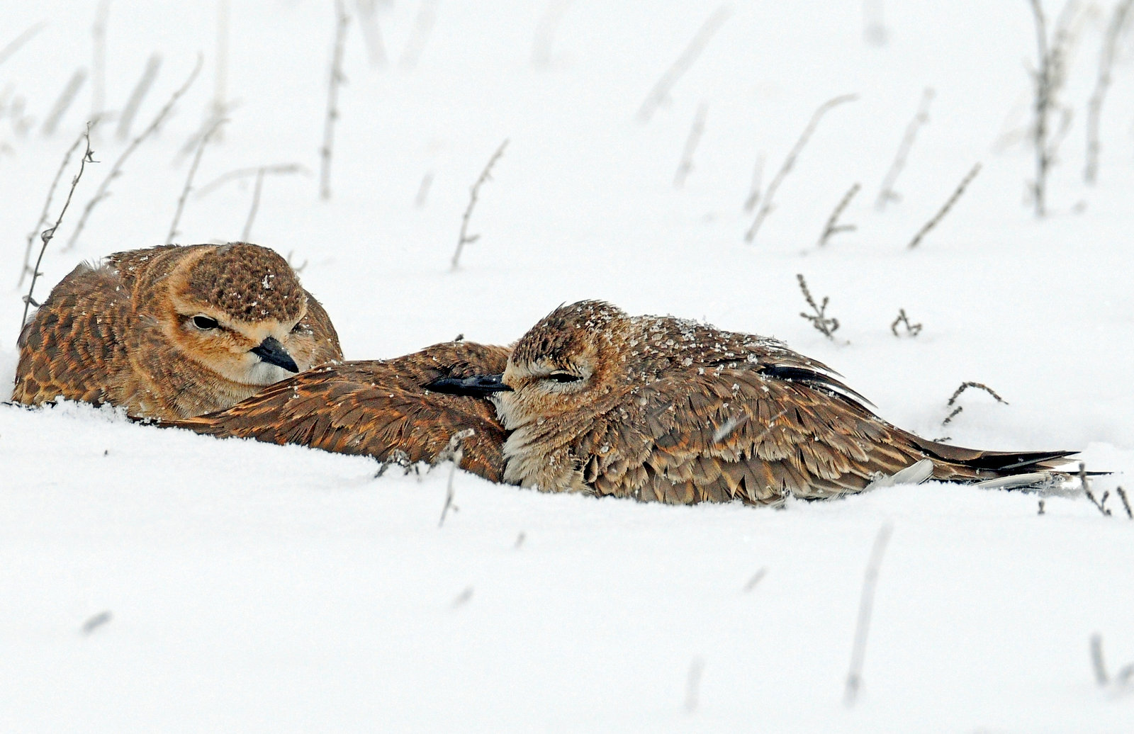 Plovers, Mountain