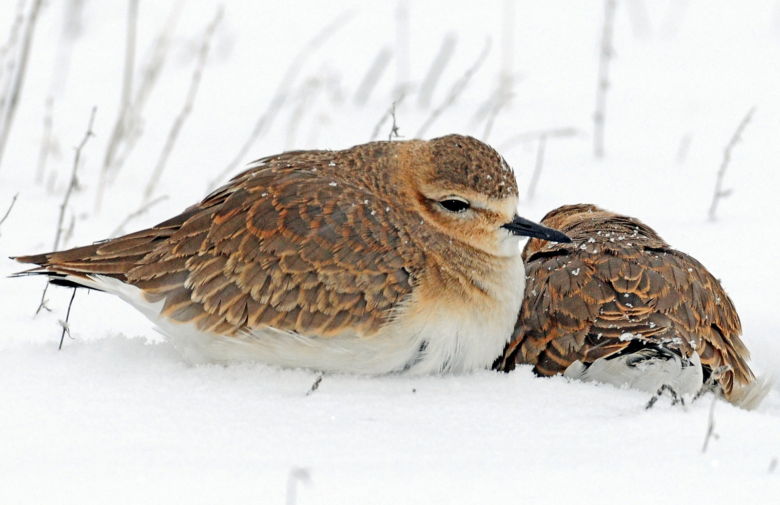 Plovers, Mountain