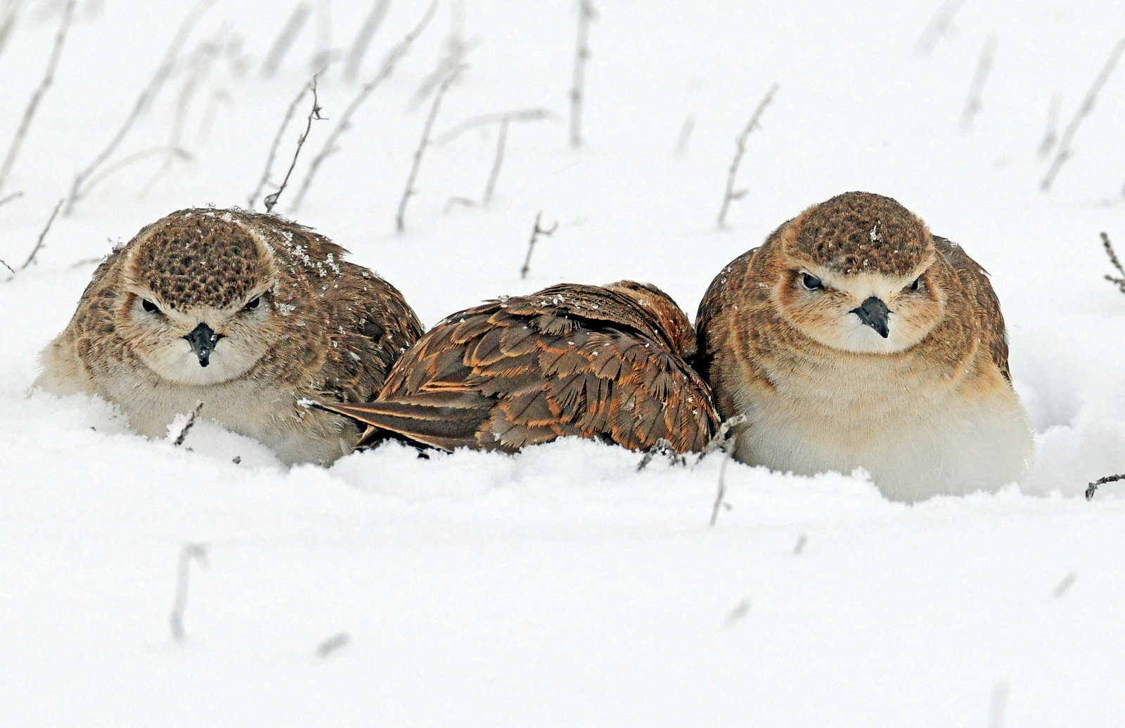 Plovers, Mountain