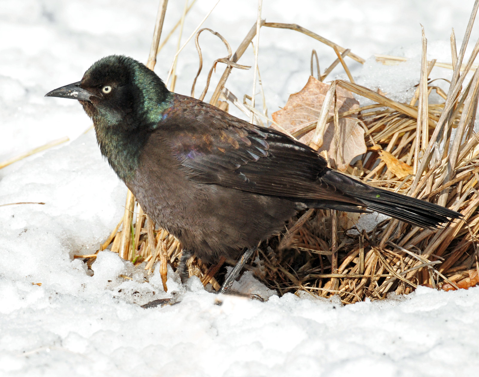 Grackle, Common