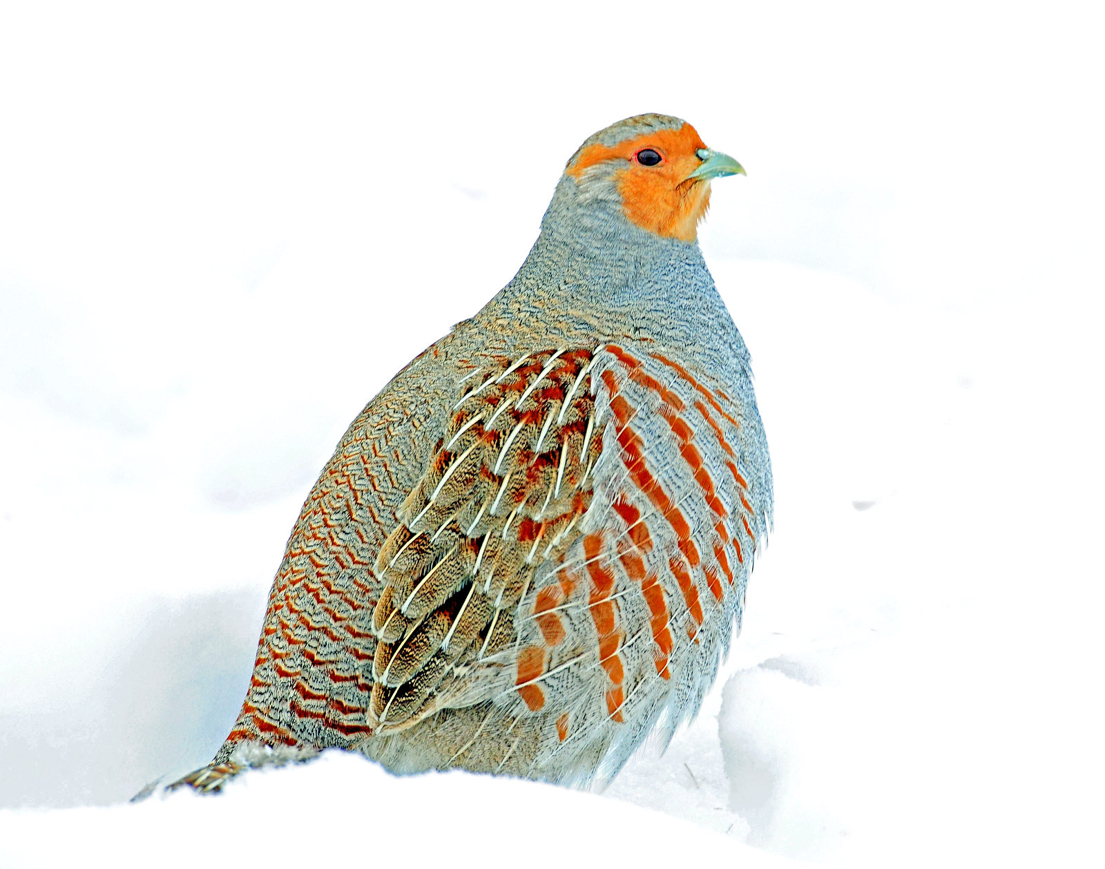 Partridge, Gray
