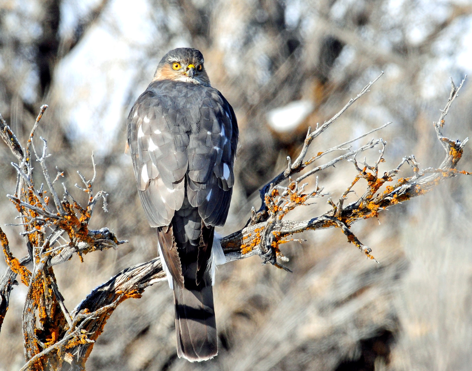 Hawk, Sharp-shinned