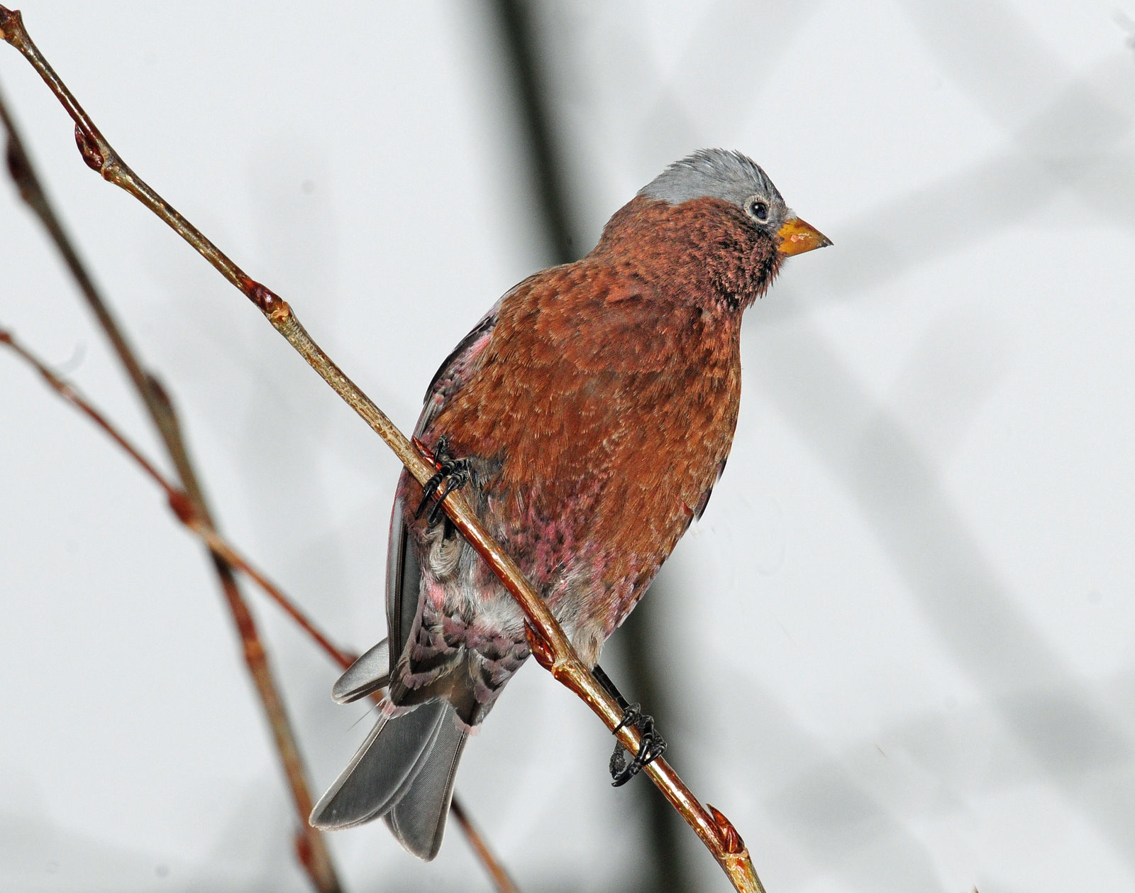 Rosy Finch Gray-crownedD-254 .jpg