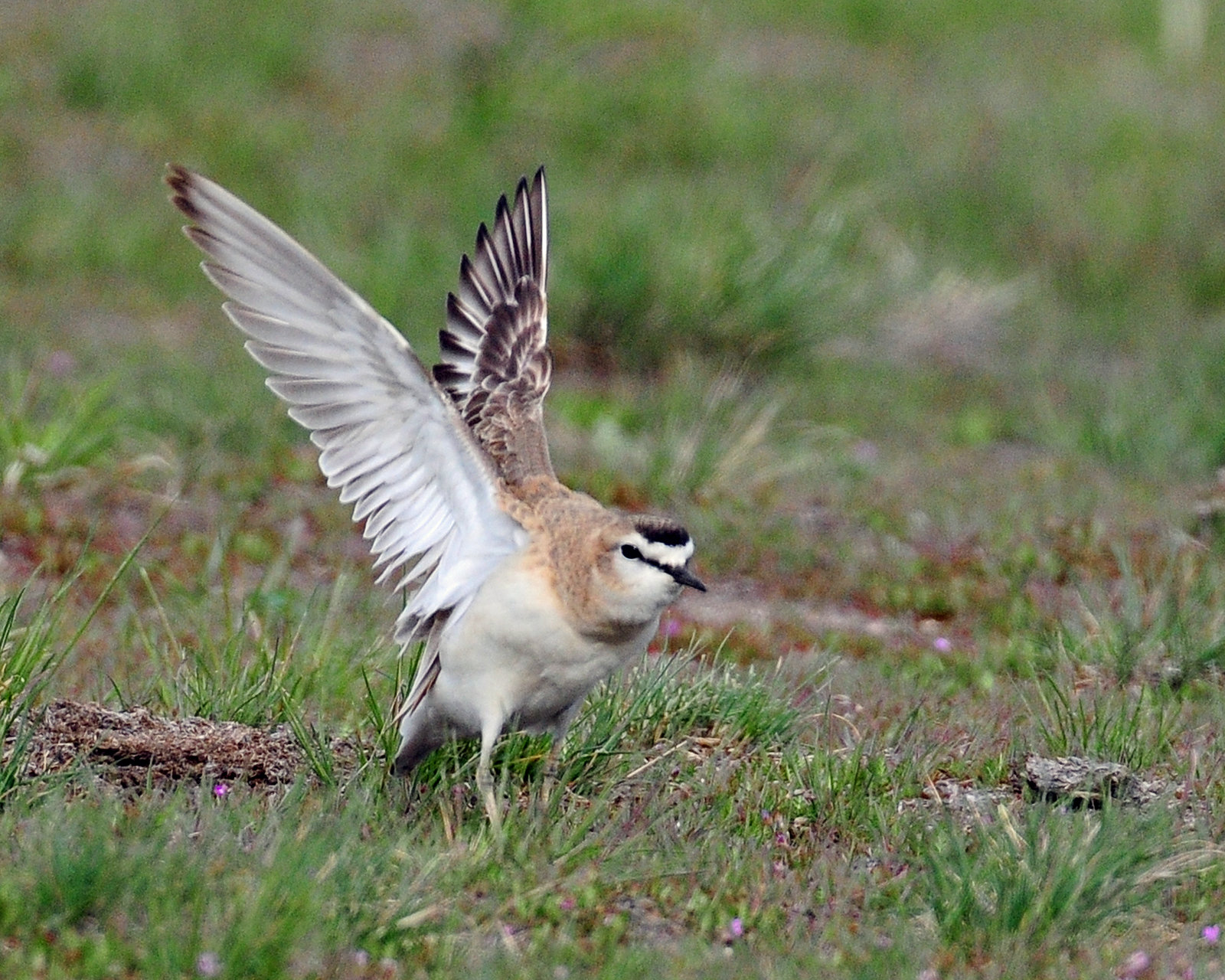 Plover, Mountain