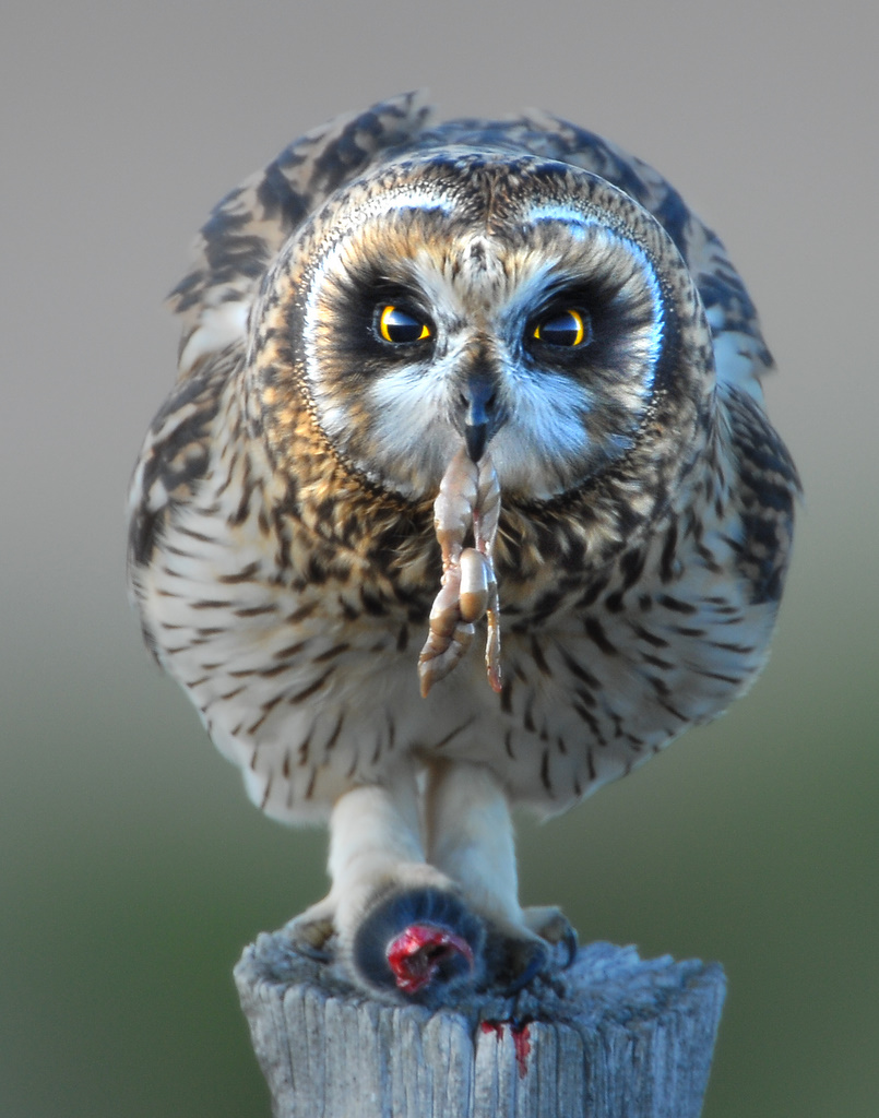 Owl Shot-eared D-054.jpg