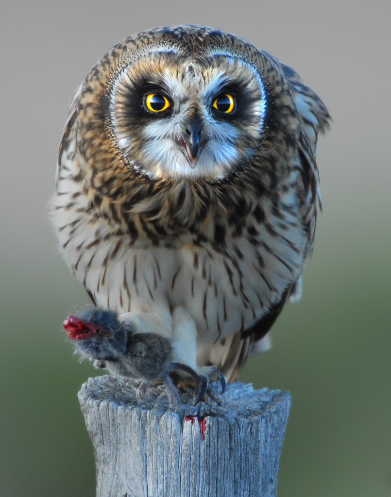 Owl Shot-eared D-056.jpg