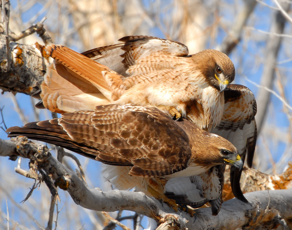 Hawk Red-tailed D-031.jpg