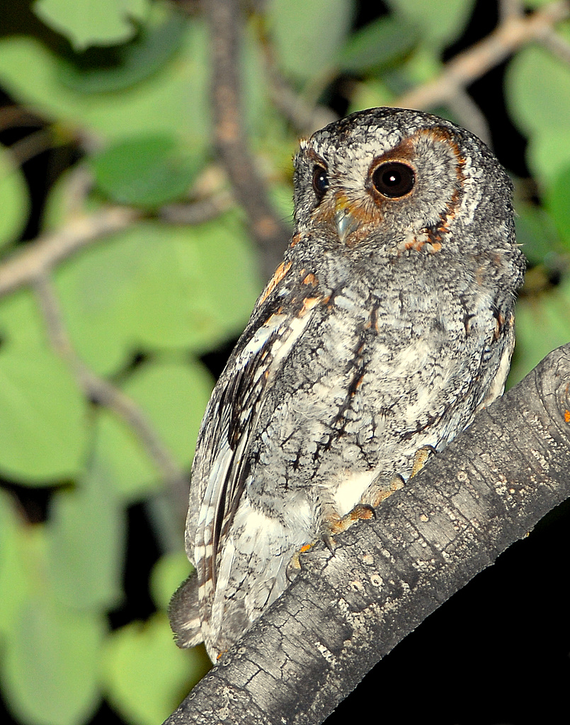 Owl, Flammulated