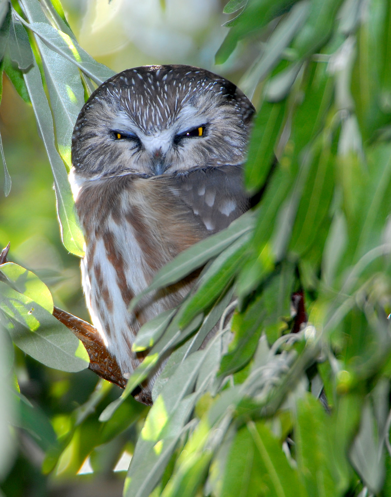 Owl Northern Saw-whetD-009.jpg