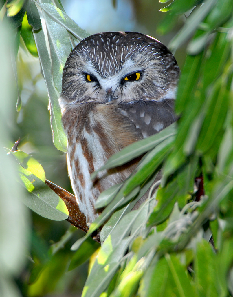 Owl Northern Saw-whetD-011.jpg