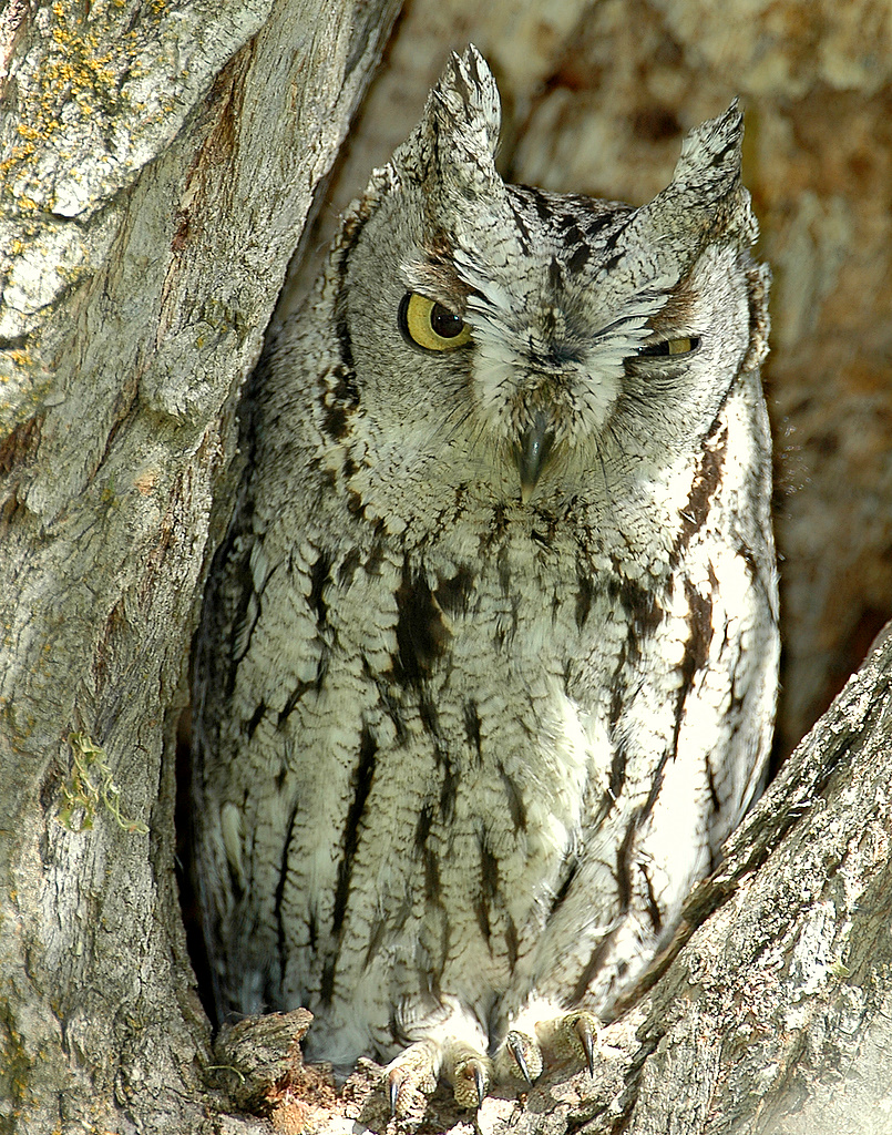 Owl Western Screech D-001.jpg