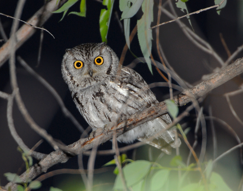 Owl Western Screech D-023.jpg