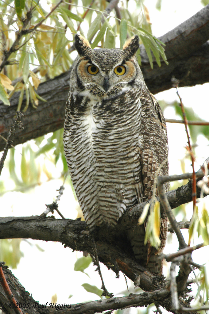 Owl. Great horned D-002.jpg