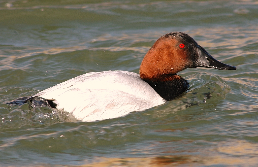 Canvasback