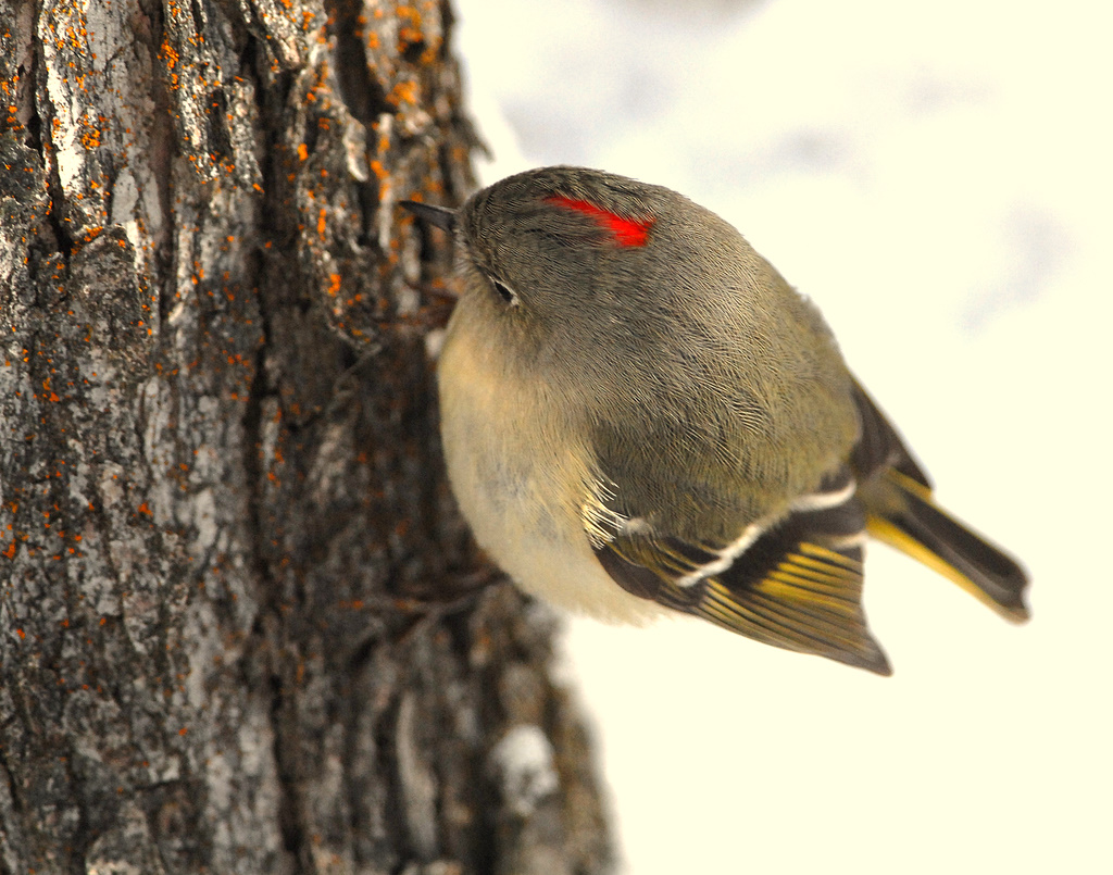 Kinglet Ruby-crownedD-011.jpg