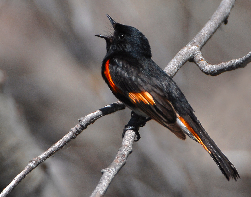 Redstart American D-014.jpg