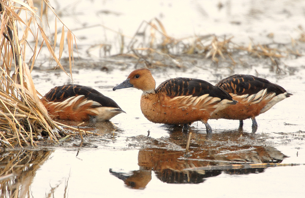 Duck, Folvous-whisteling