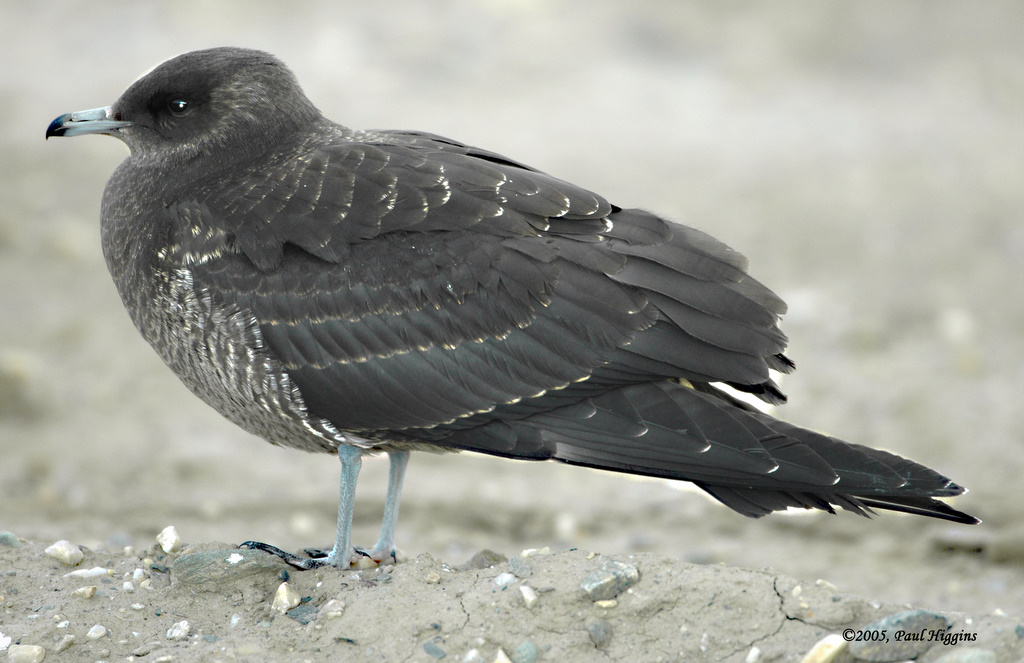 Parasitic Jaeger  D-018.jpg