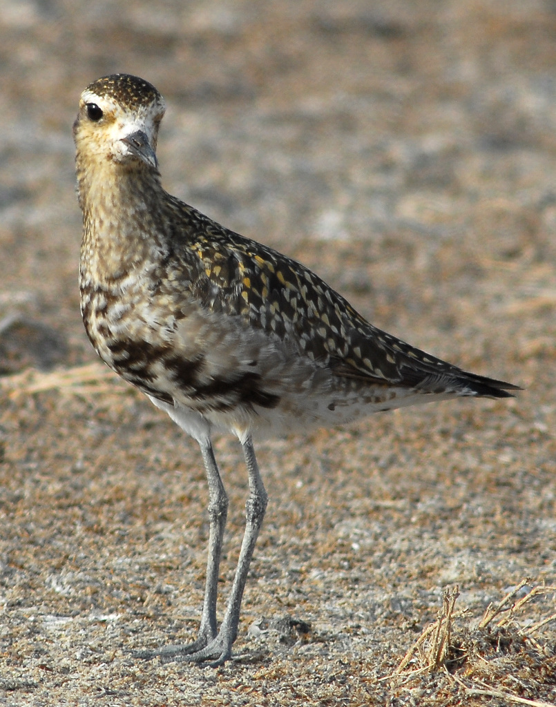 Plover , Pacific Golden D-104.jpg