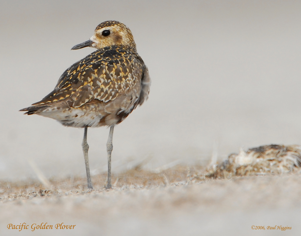 Plover,  Pacific Golden D-092.jpg