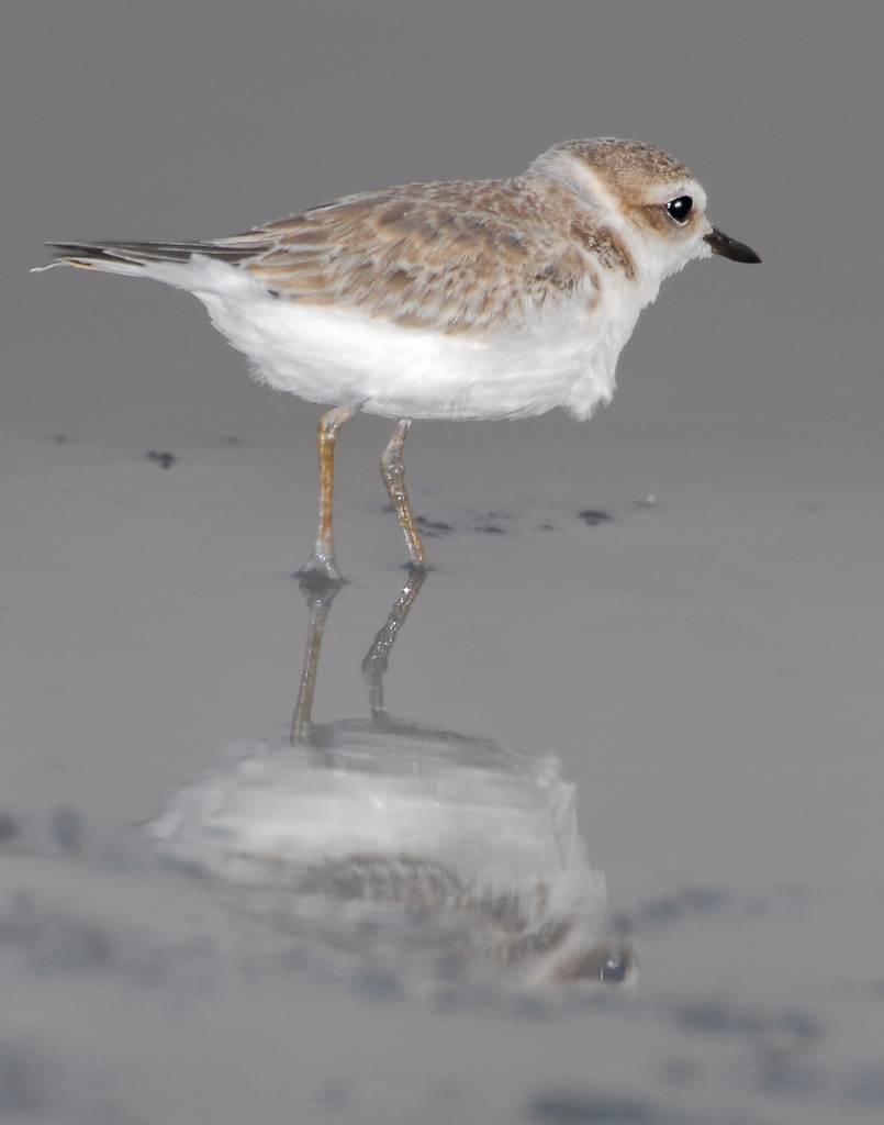 Plover Snowy D-002.jpg