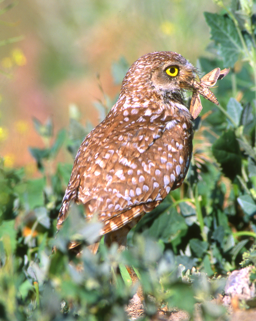 Owl Burrowing S-36.jpg