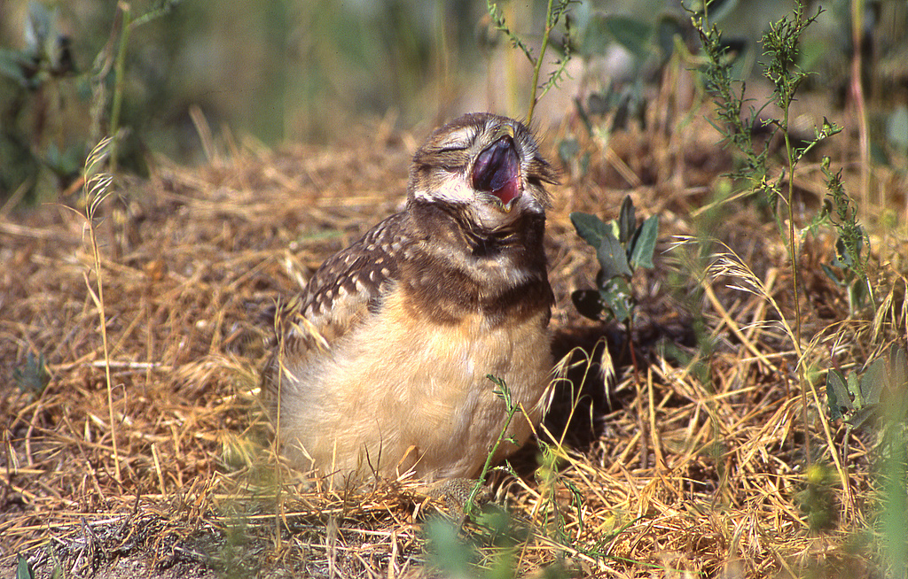 Owl Burrowing S-100.jpg