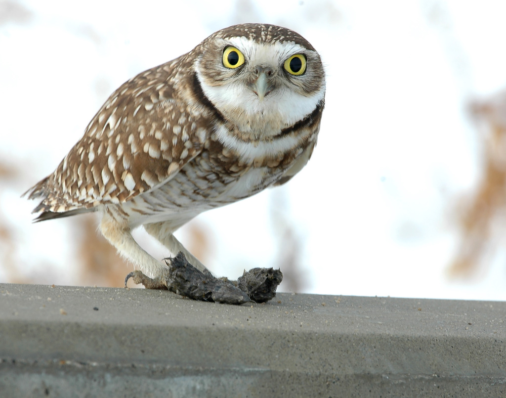 Owl Burrowing D-012 P.jpg