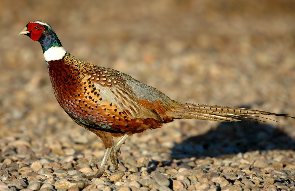 Pheasant Ringneck D-002.jpg