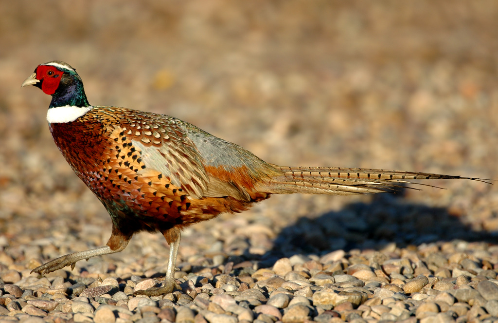 Pheasant Ringneck D-003.jpg