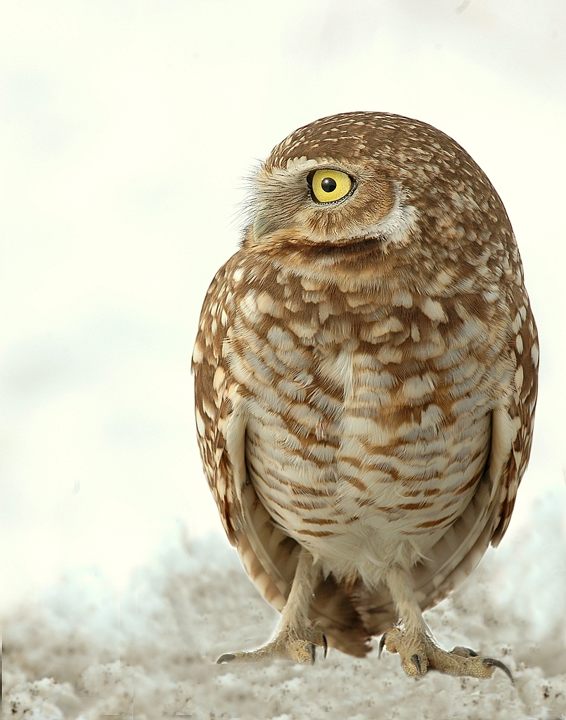 Owl BurrowingD-1-2.jpg