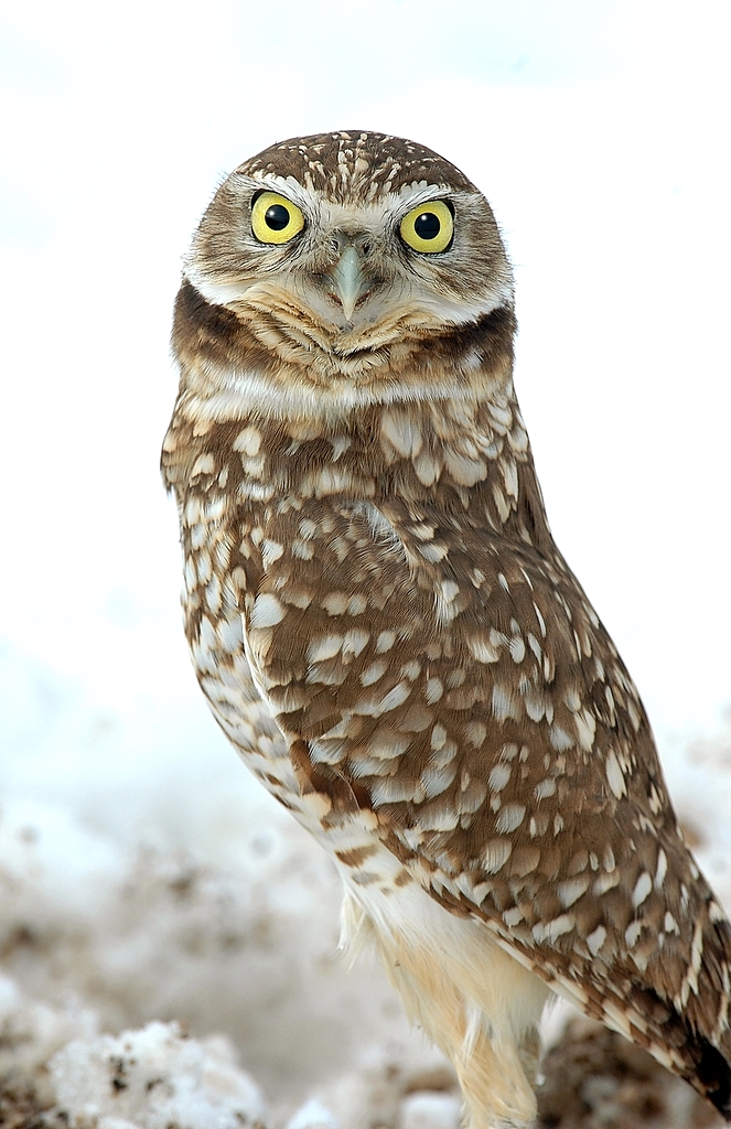Owl. Burrowing D-2-8.jpg