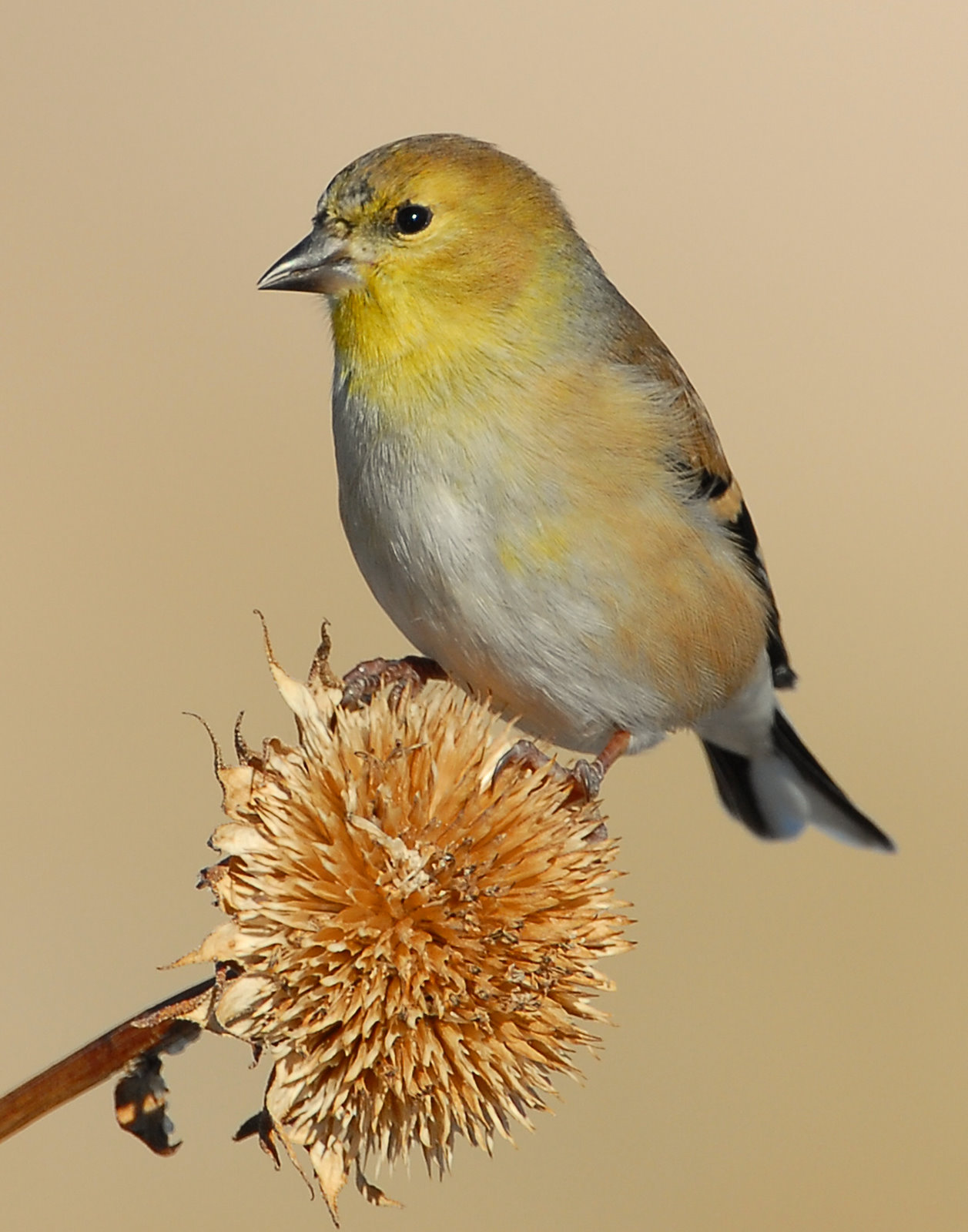 Goldfinch American D-024.jpg