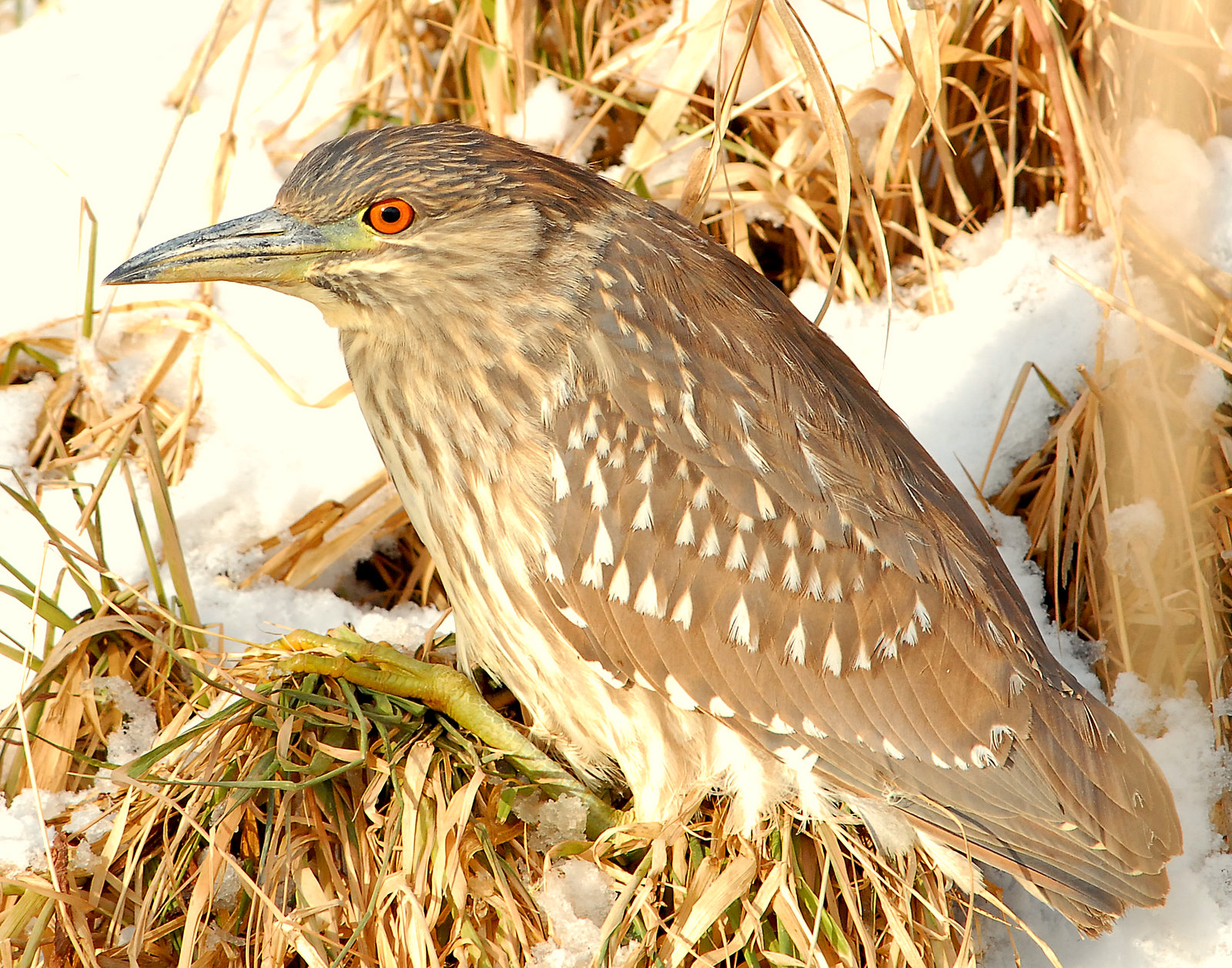 Night-Heron Black-crowned D-041.jpg