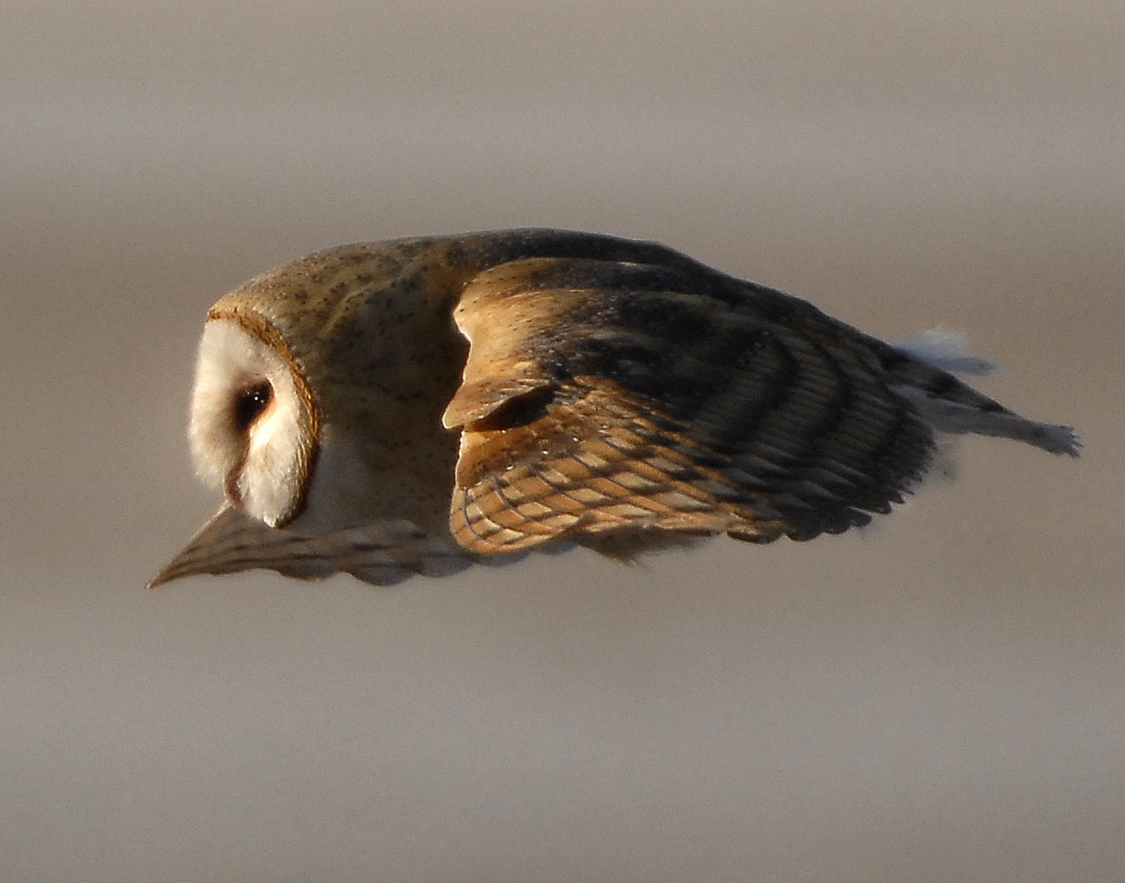 Owl, Barn