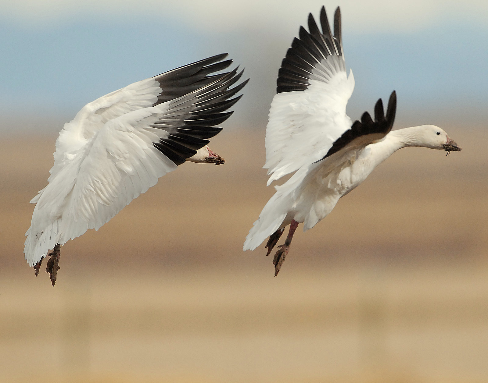 Goose, Lesser Snow