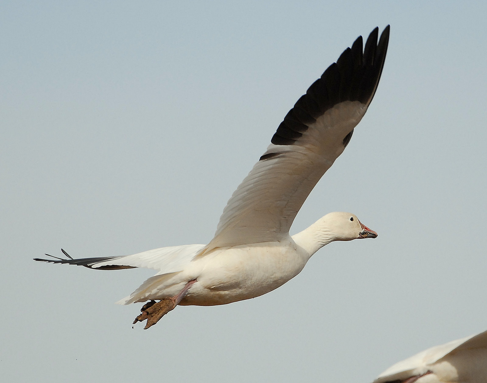 Goose, Lesser Snow