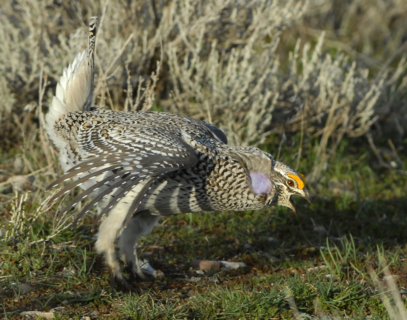 Grouse Sharp Tailed D-022.jpg