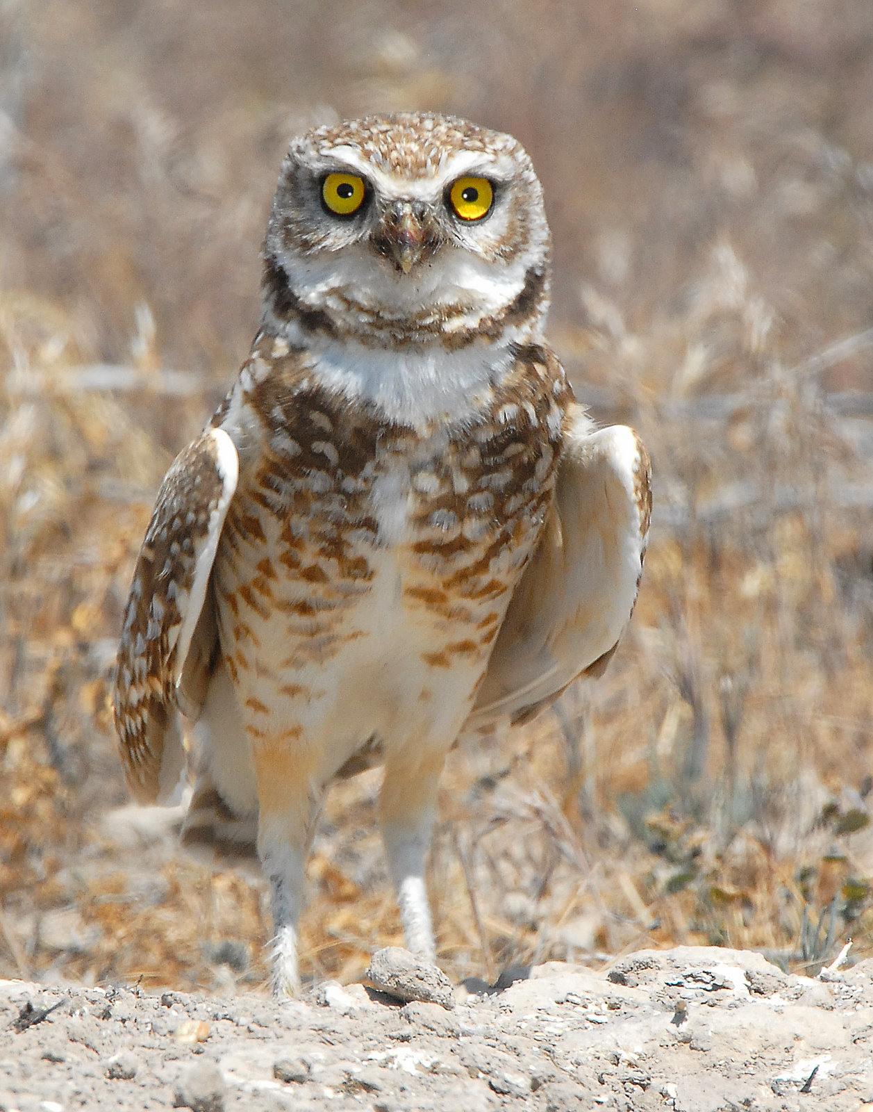 Owl Burrowing D-025.jpg