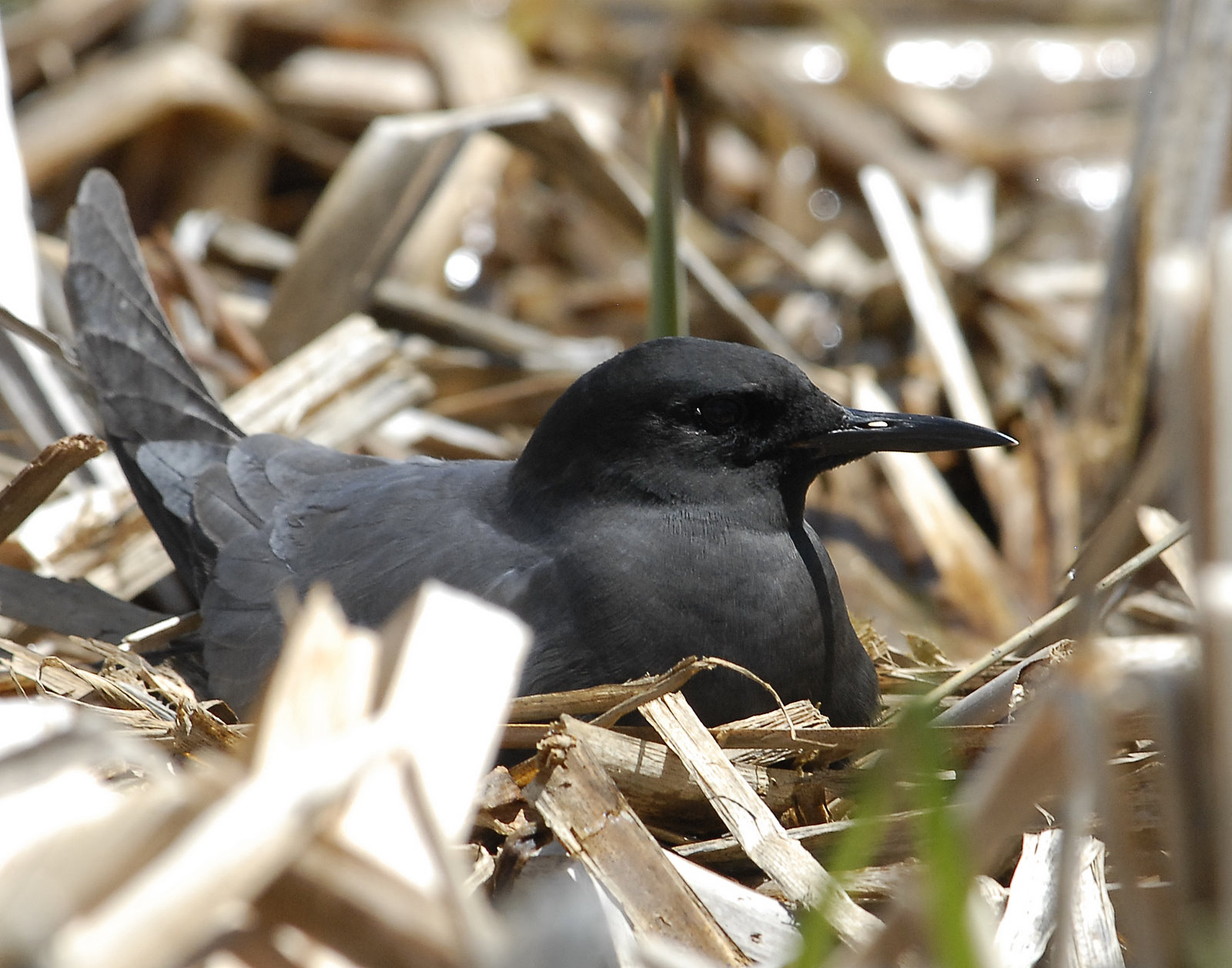 Tern BlackD-092.jpg