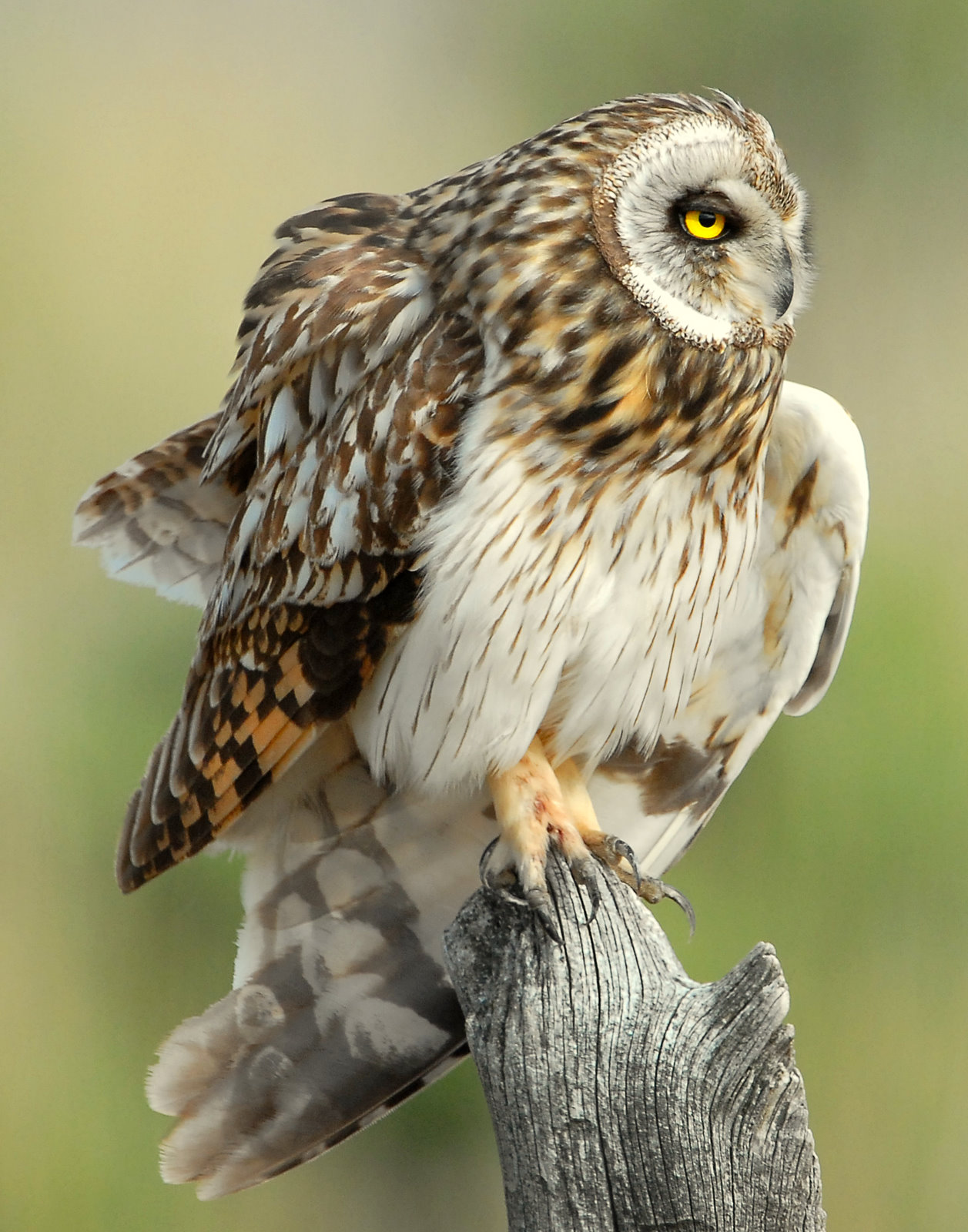 Owl Shot-eared D-162.jpg