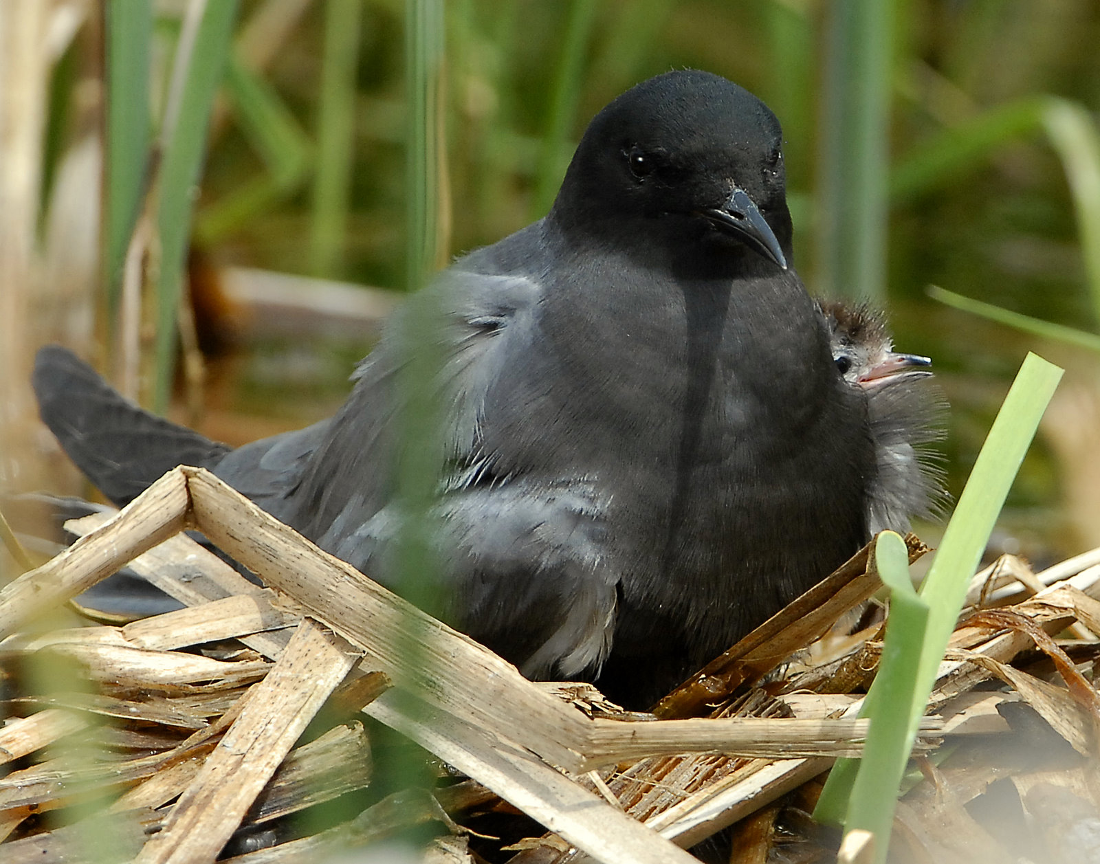 Tern BlackD-165.jpg