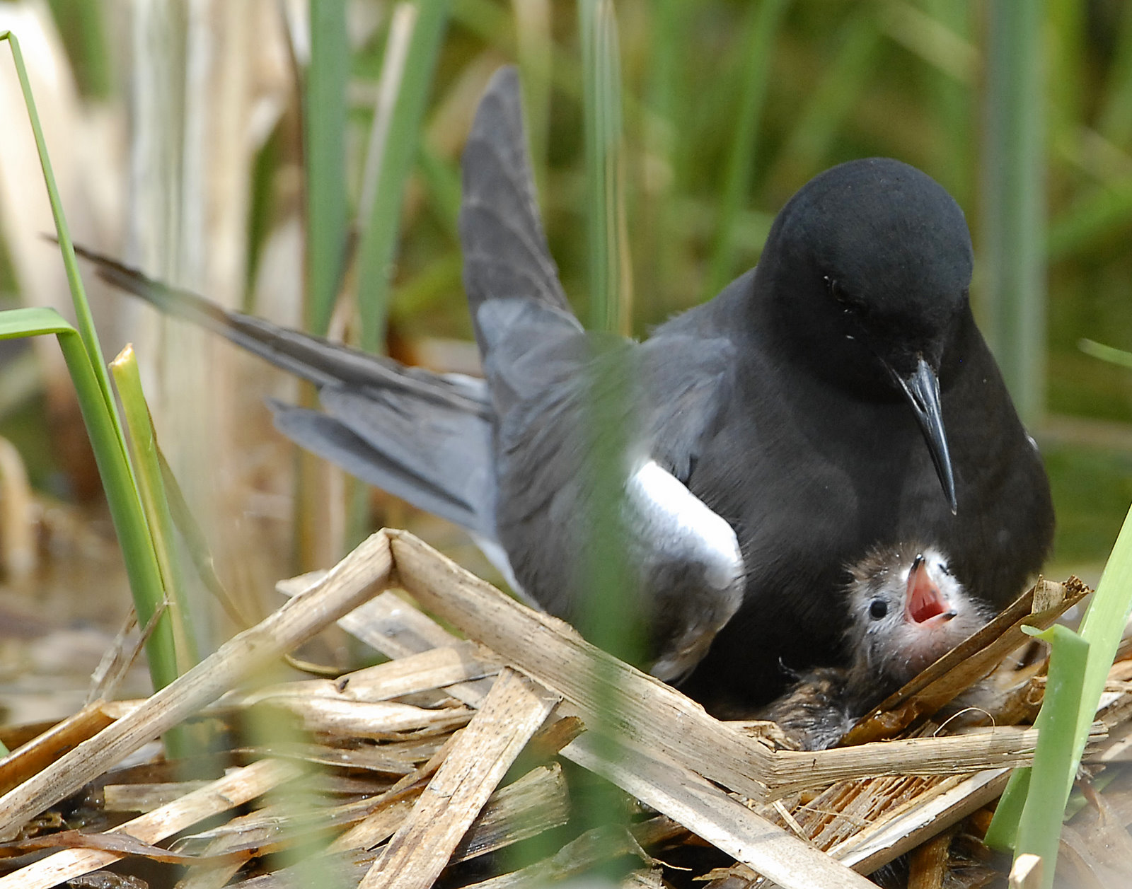 Tern BlackD-167.jpg