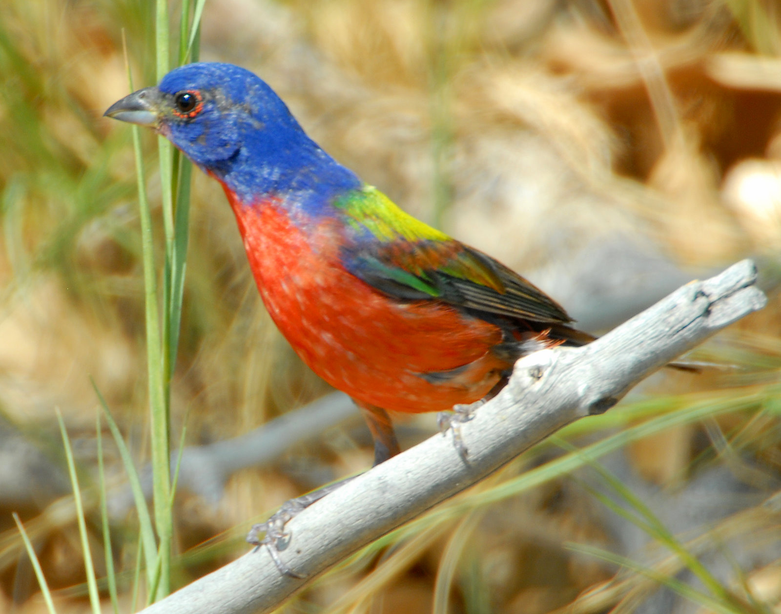Bunting, Painted (Male)