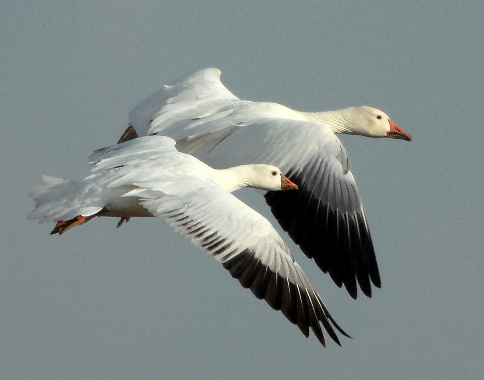 Comparison-Lesser Snow & Rosss Geese (not photoshopped)