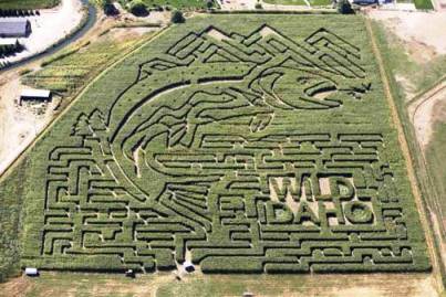 Amazing Maize Maze