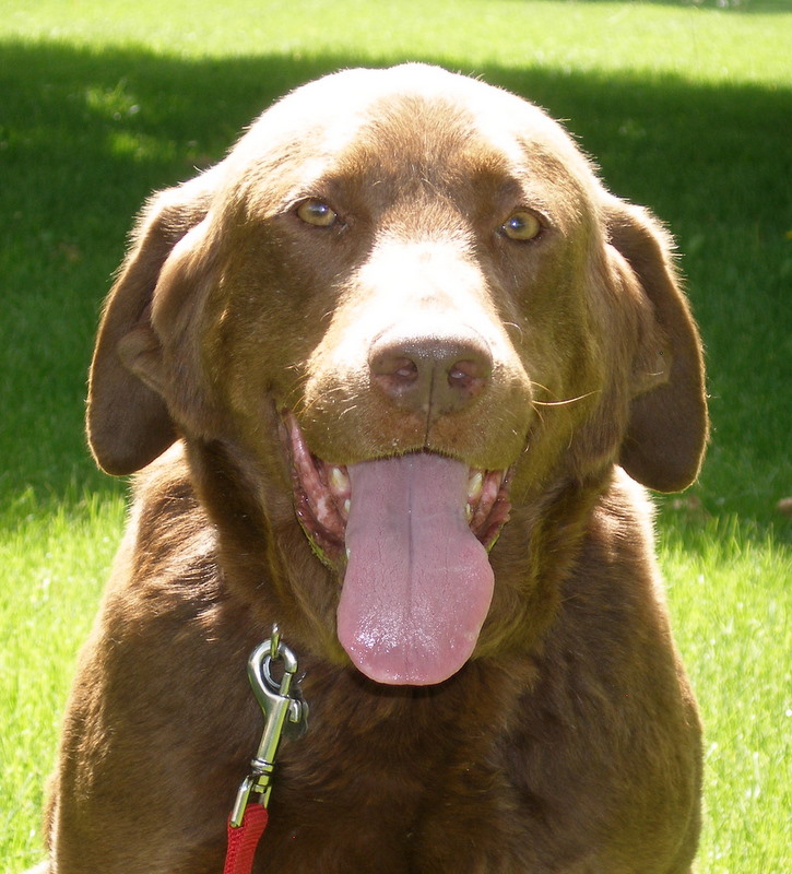 Chessie