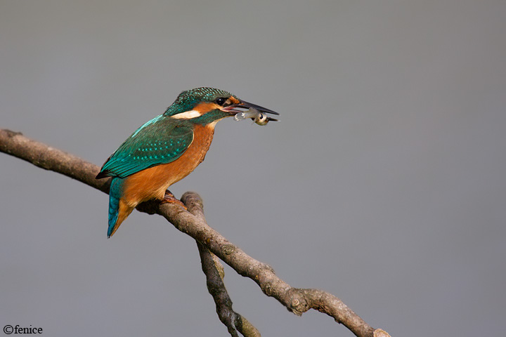 Martin pescatore giovane