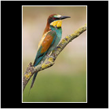 Special: Bee-eater